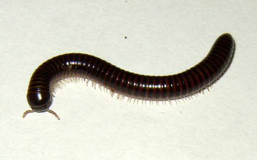 paraziti schistosomiasis papiloma al seno