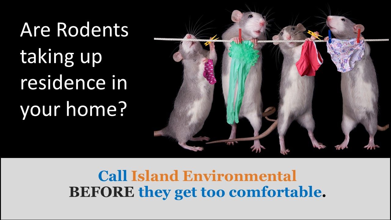 Signs You Need to Call an Exterminator for Rats or Mice - AAI Pest Control